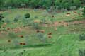 Cows grazing